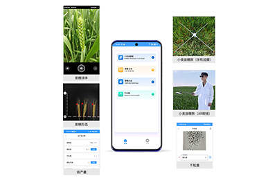 黔东南苗族侗族自治州小麦亩穗数分…